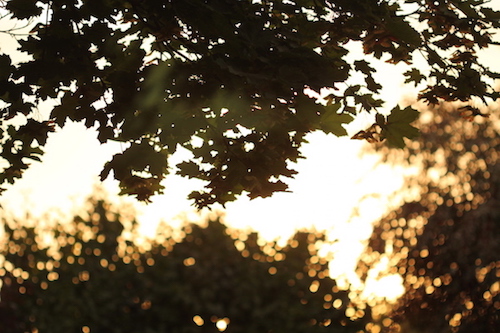 light coming through leaves