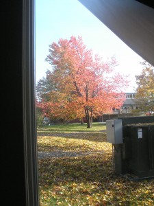 trees are turning red, carpet of yellow leaves