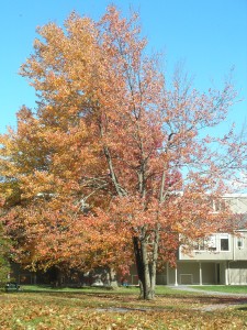 two days later: half the leaves are gone! 