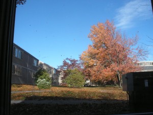 it was a blustery day - red leaves in the air