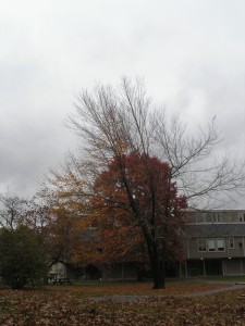 carpet of brown and red leaves, bare branches