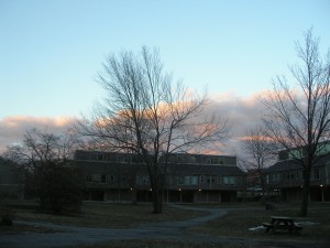 evening light-rimmed clouds behind the branches of the trees