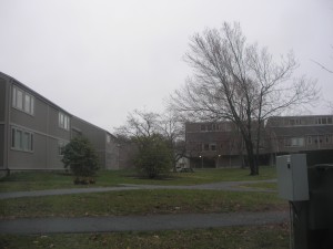 grey spring day, but at least there's some green on the shrubs!