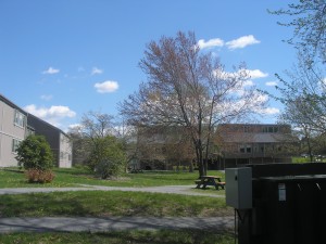 that's more like it: buds and leaves on the trees, green grass, blue sky with puffy white clouds