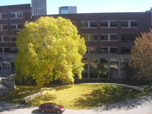 puffy cheery yellow tree in front of a brick building, nice contrast